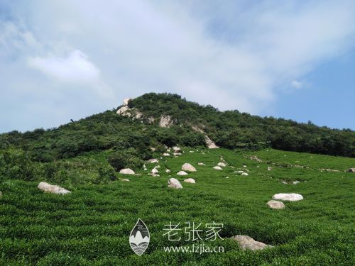 老张家官网 老张家官网