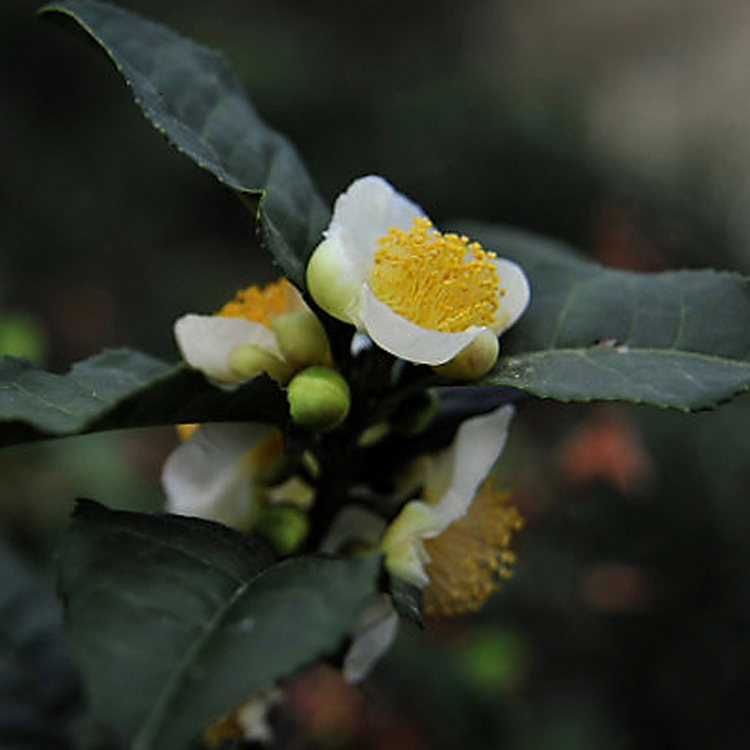 老张家养生花茶干茶树花