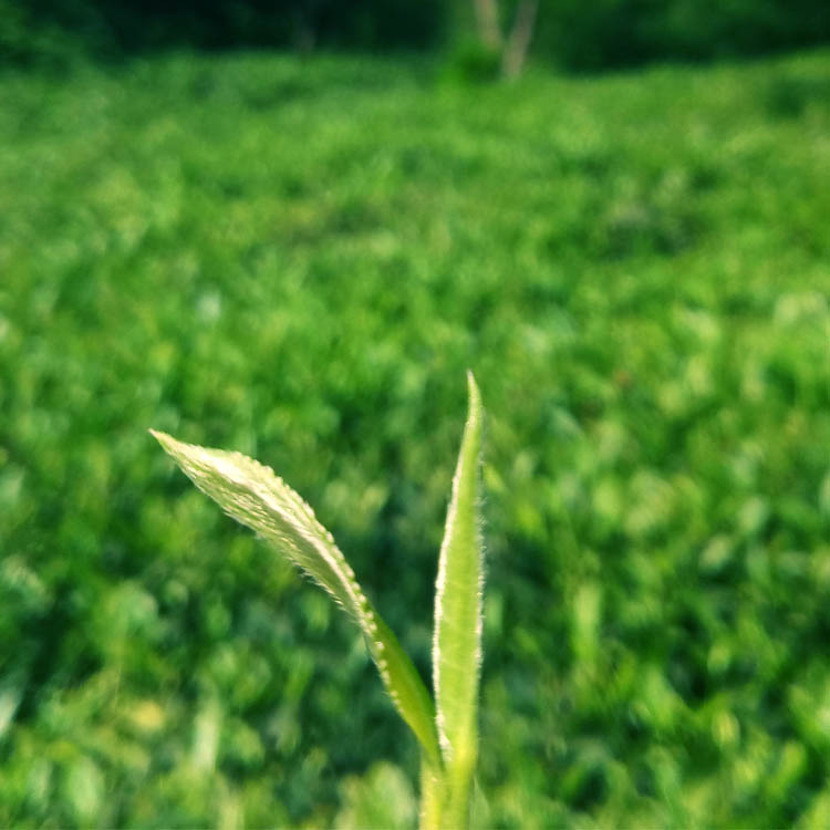 绿茶2023信阳毛尖芽叶OEM加工
