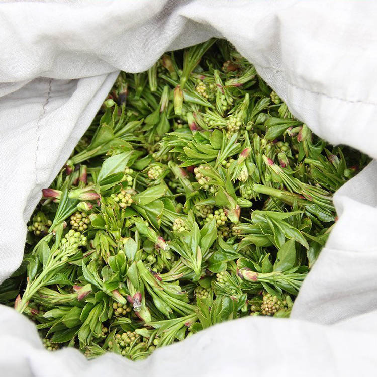 老张家农家自采大山野菜珍珠花